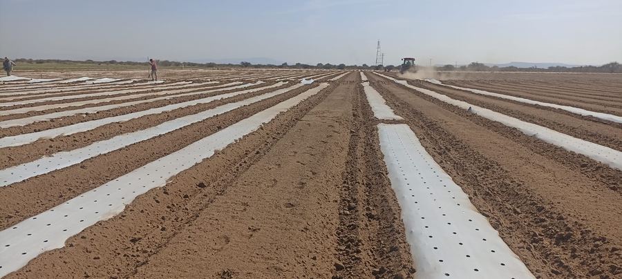 Instalación de acolchado plástico en campo agrícola