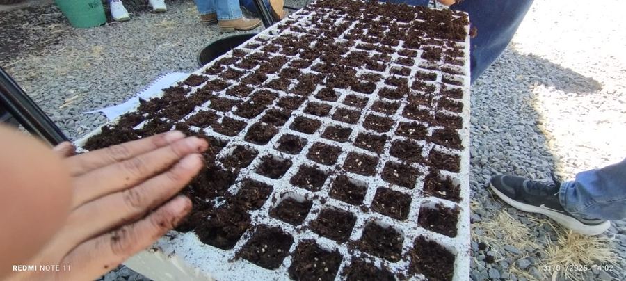 Sistema hidropónico en invernadero